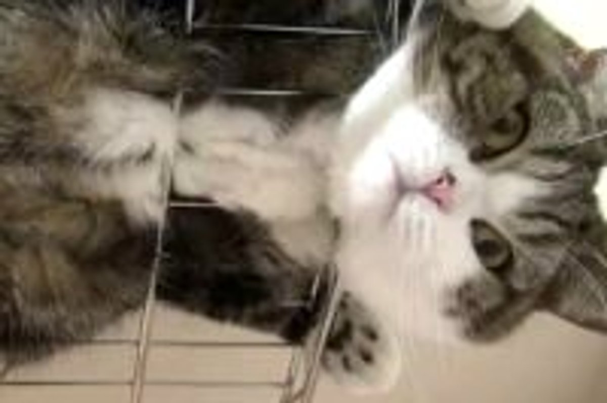 Maru Shows off His Belly
