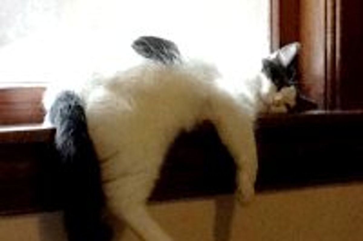 Kitty Outgrows Her Favorite Nap Spot