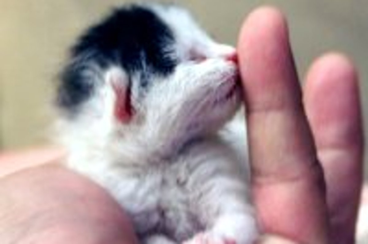 Sweet Little Kiss from a Tiny Rescue