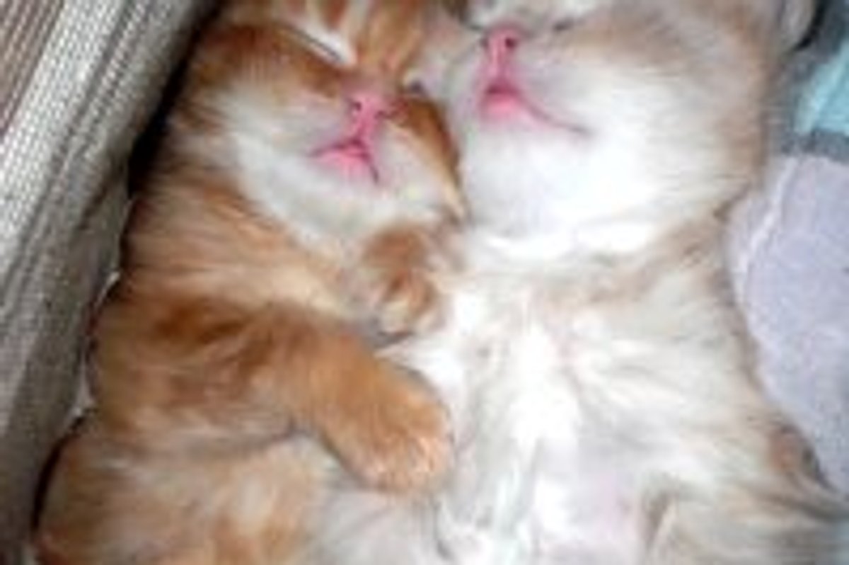Snoozin' Takes Two