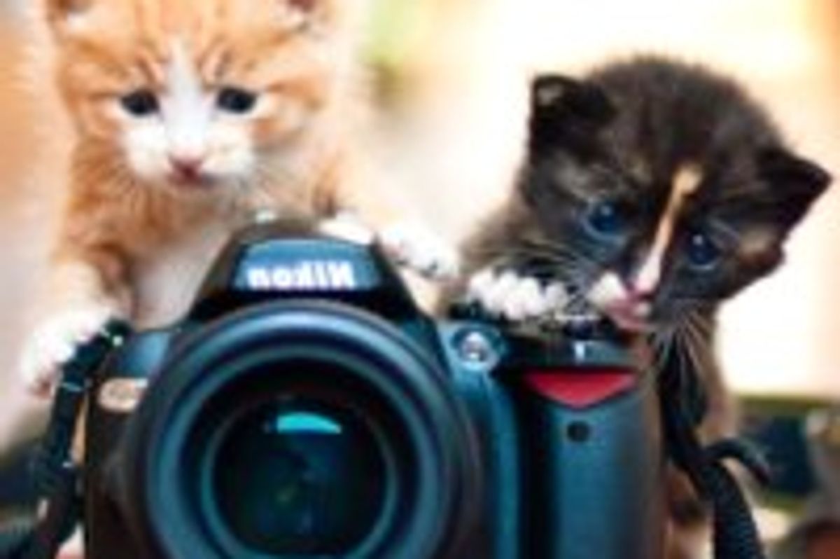 Two Fuzzballs Wiggle into Loving Home, Then and Now