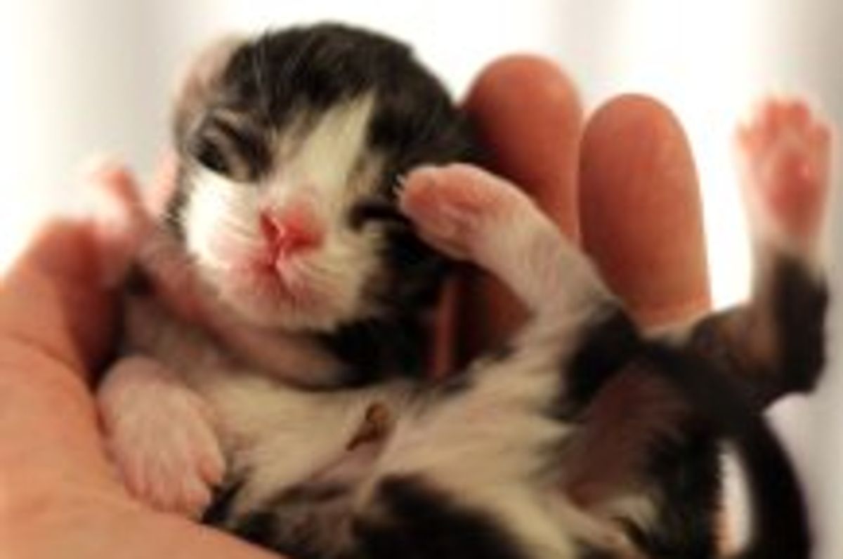 Tiny Runt Says Hello World