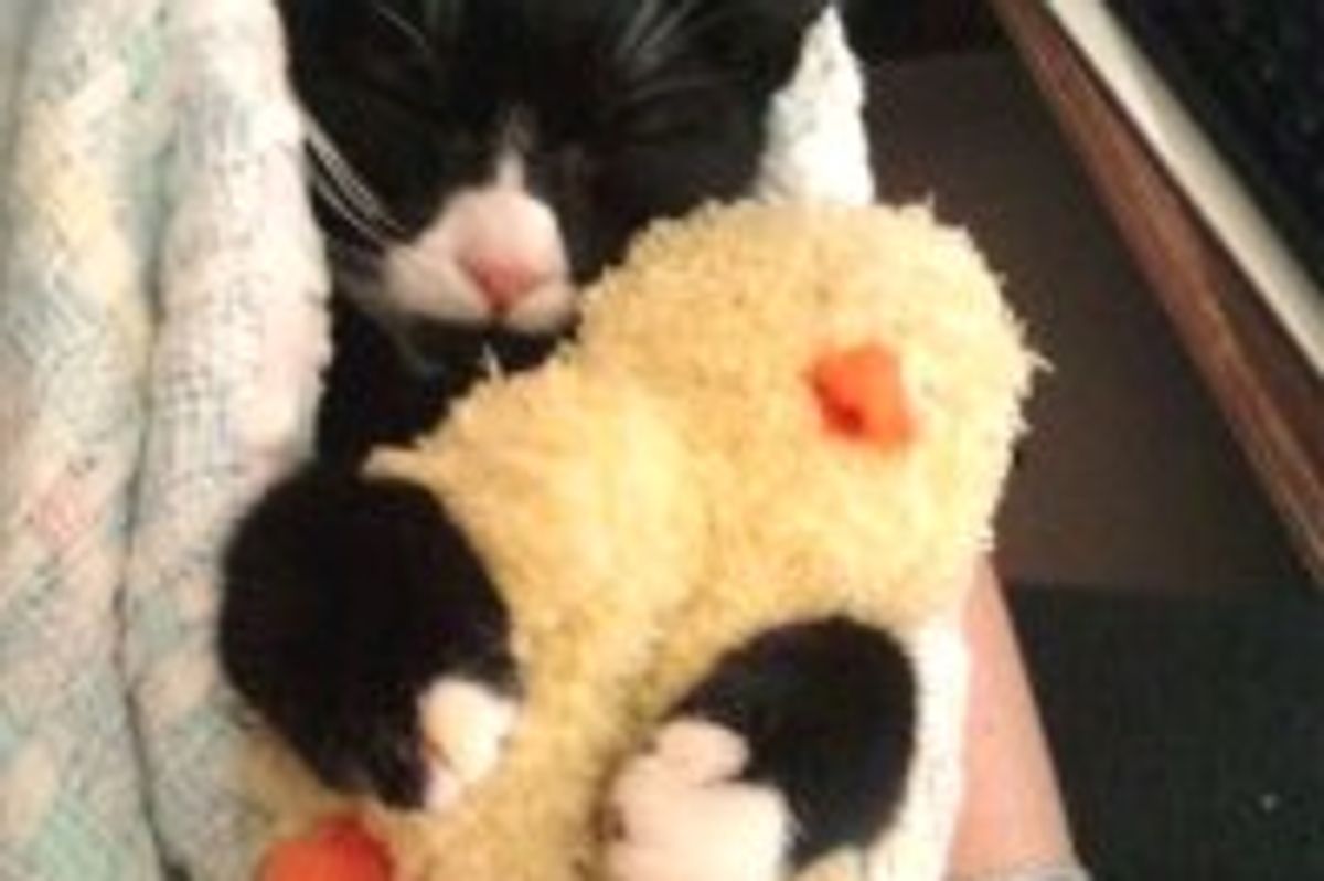 Kitty Never Sleeps without Her Little Quack