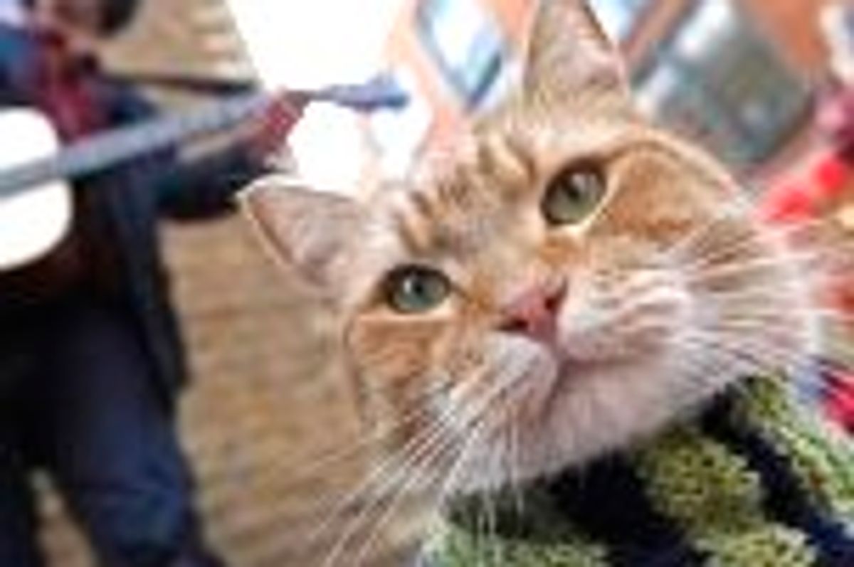 Bob the Street Cat Adopts Musician and Finds Everlasting Friendship