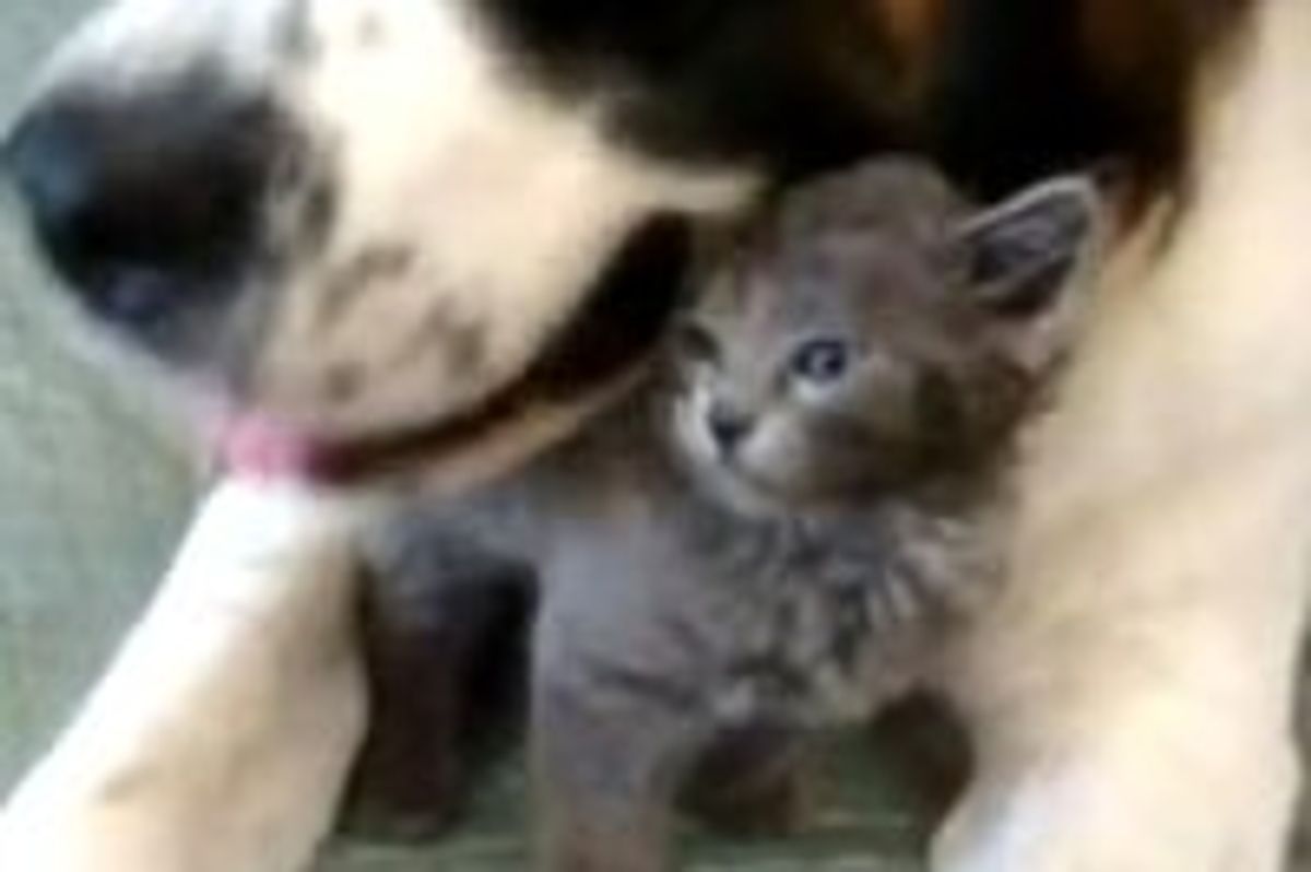 Stray Kitty and His New Mom, a Saint Bernard