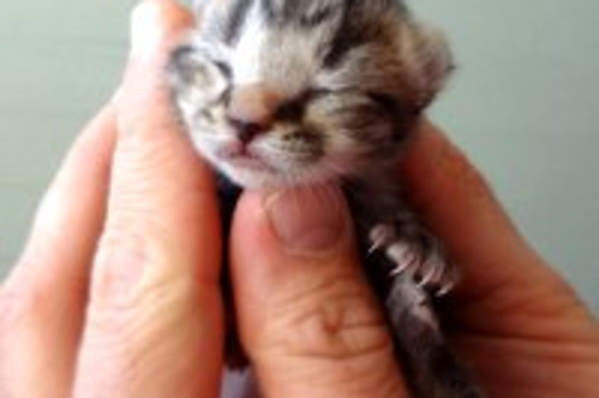 Kitty Sees the World the First Time