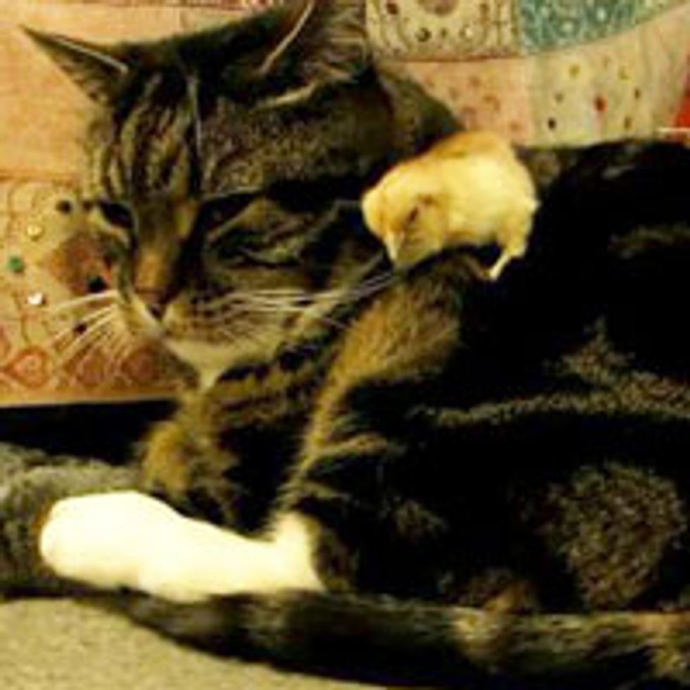 Baby Chick Falls Asleep on Cat