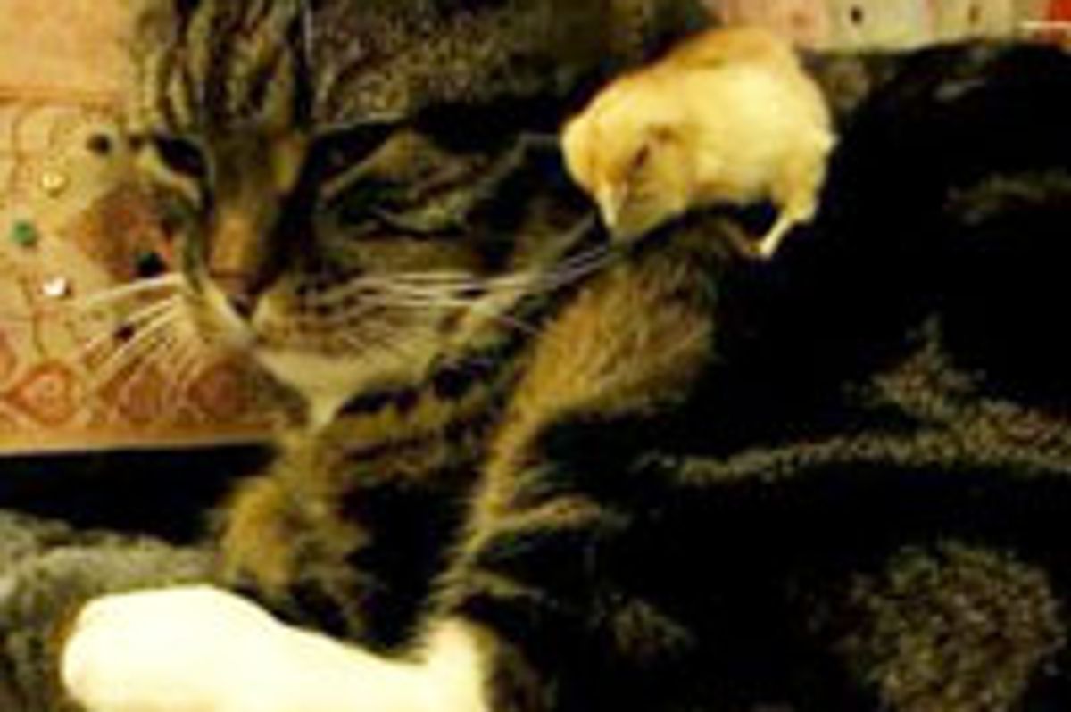 Baby Chick Falls Asleep on Cat