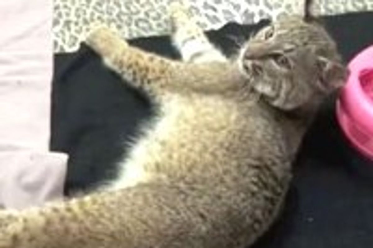 Rufus the Blind Bobcat Kitten