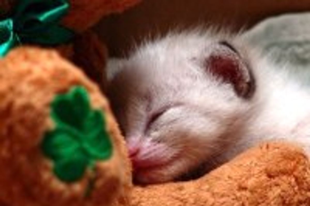 What Kitty Does on St. Patrick's Day