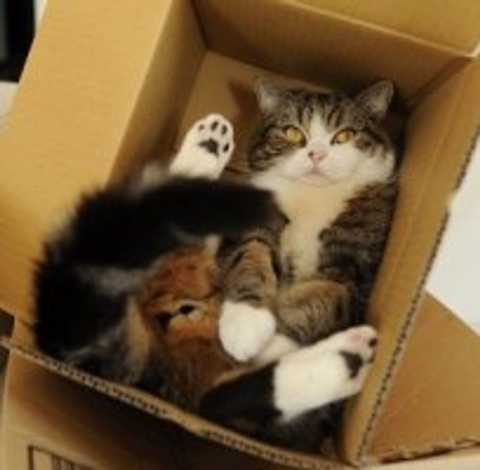 Maru Plays in the Tub