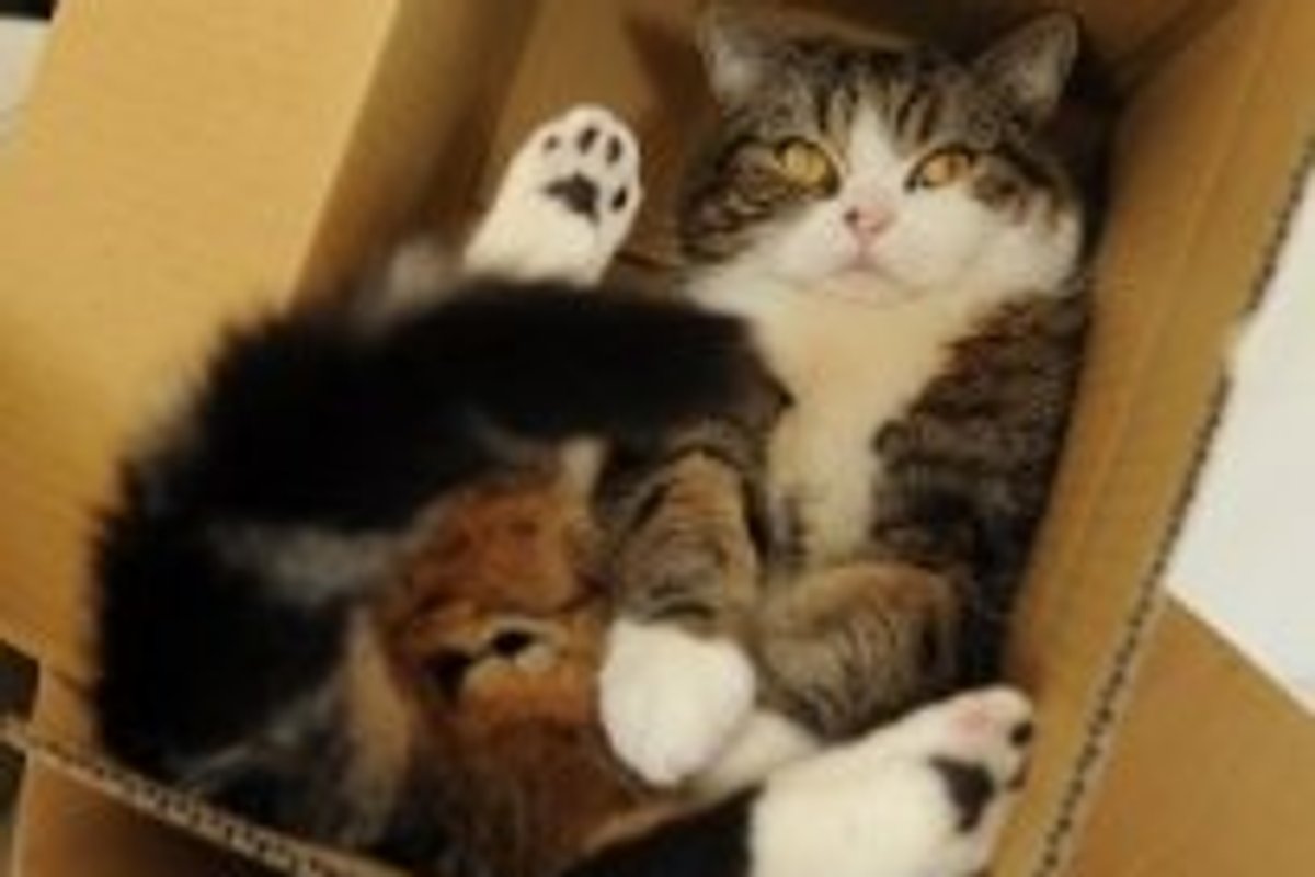 Maru Plays in the Tub