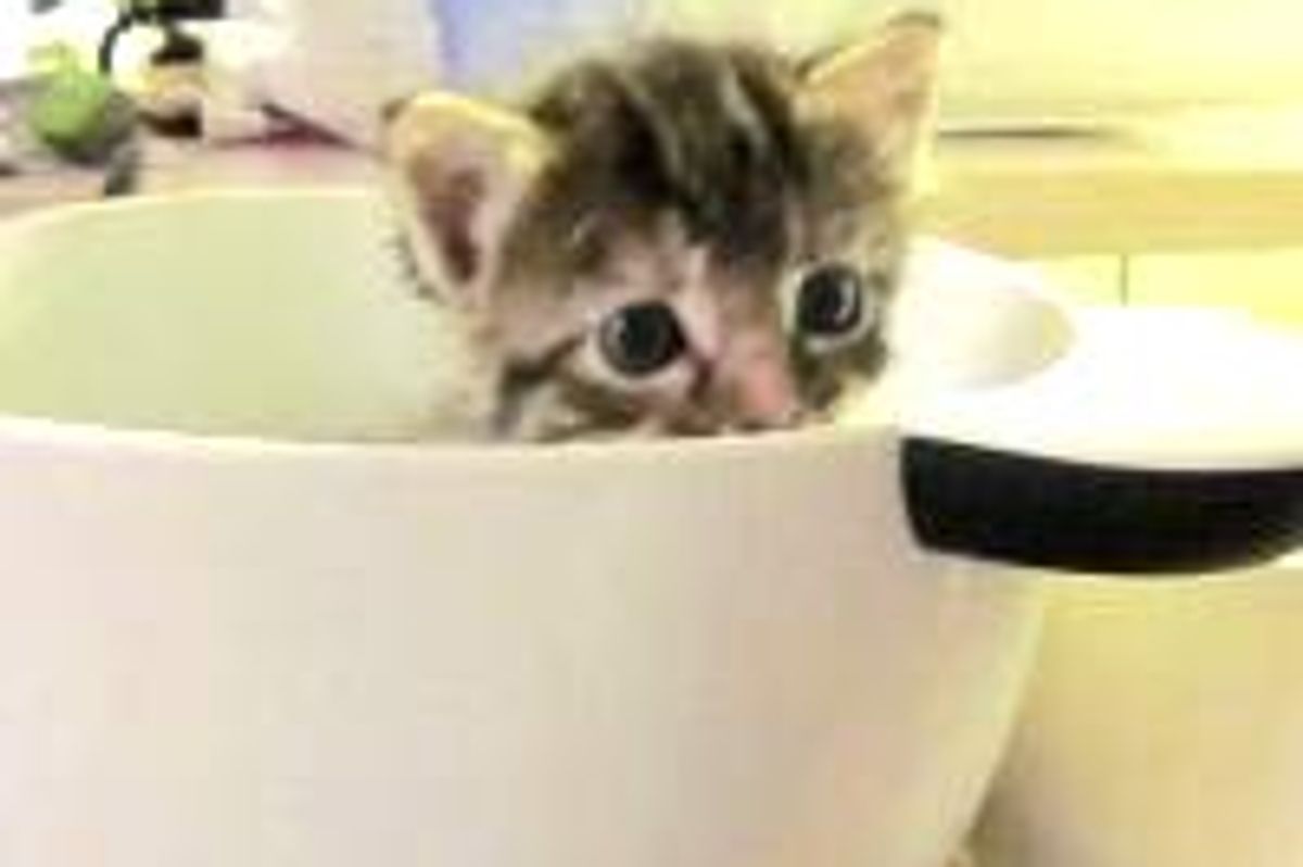 Hopeful Life of a Foster Tabby