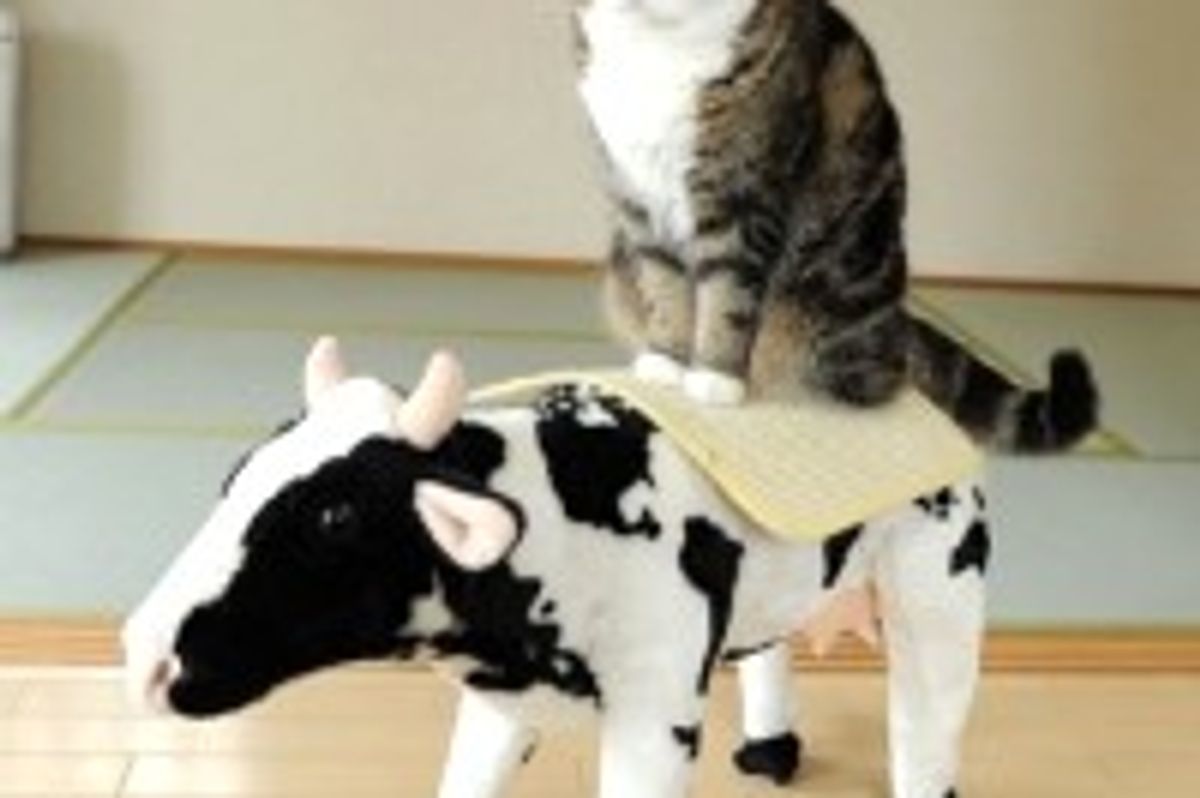 Maru and His Noble Steed the Cow