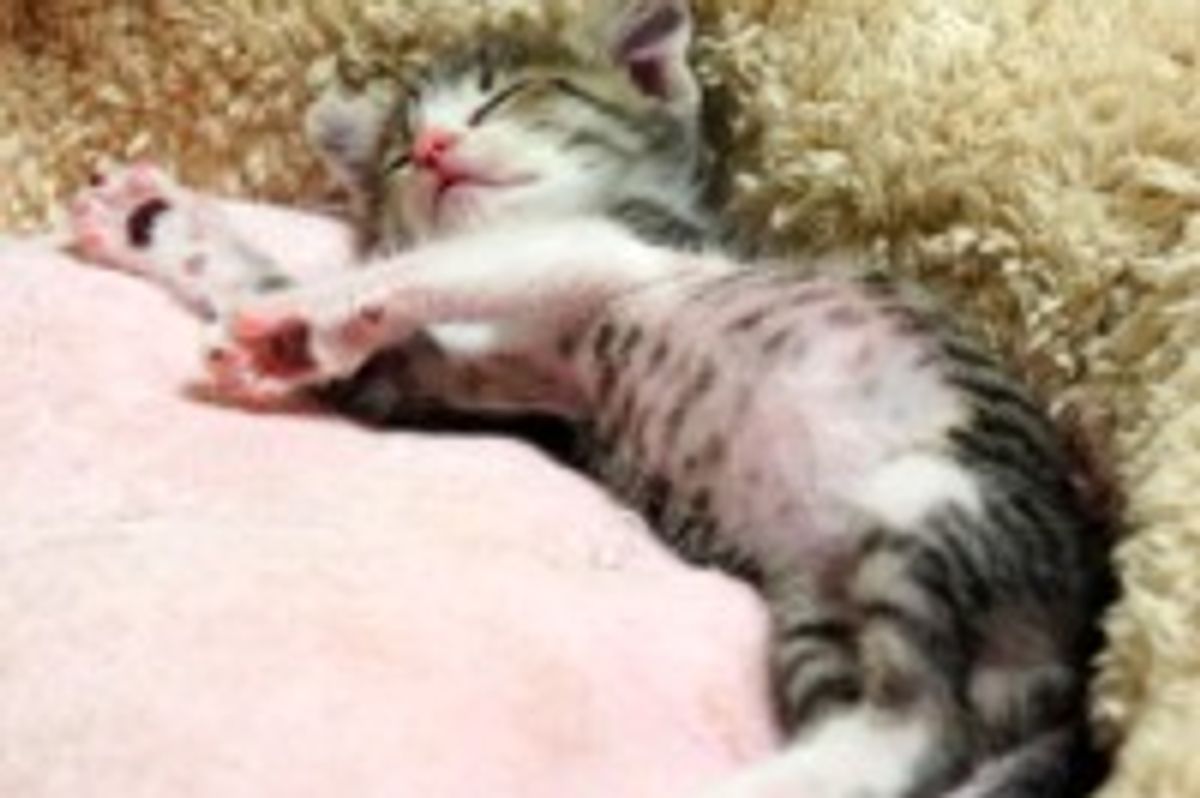 Kitty and Her Favorite Cat Bed, Then and Now