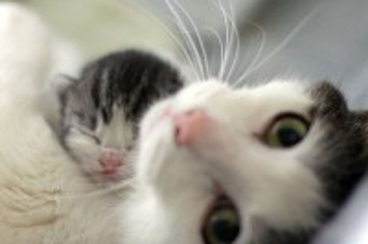 Love and Dedication from a Super Mom Cat