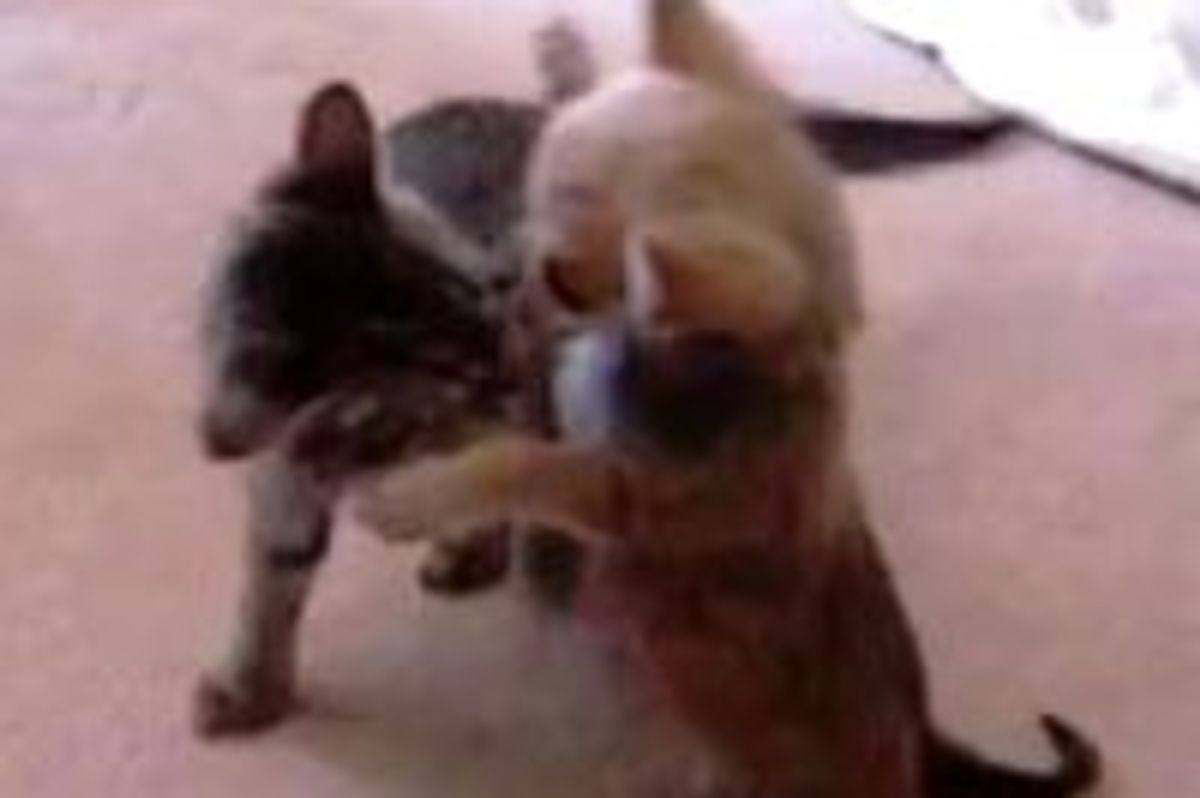 Kitten Plays with Chihuahua Puppy