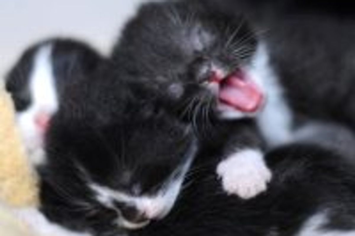 Tuxedo Kitties Piling Up