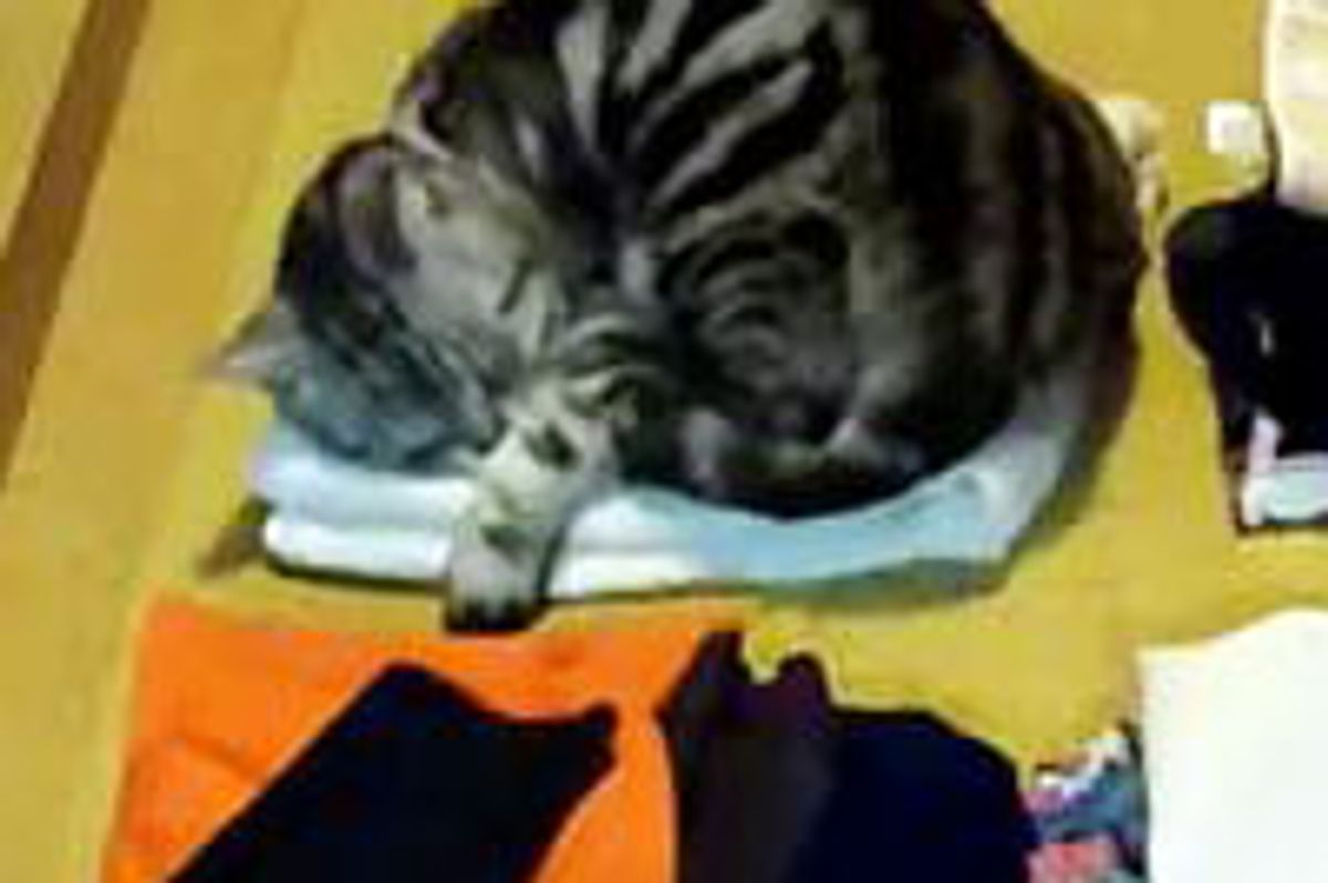 Cat Never Settles for One Nap Spot