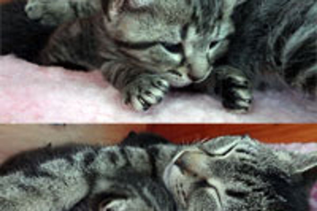 Cat Mama Soothes Kitten from a Bad Dream