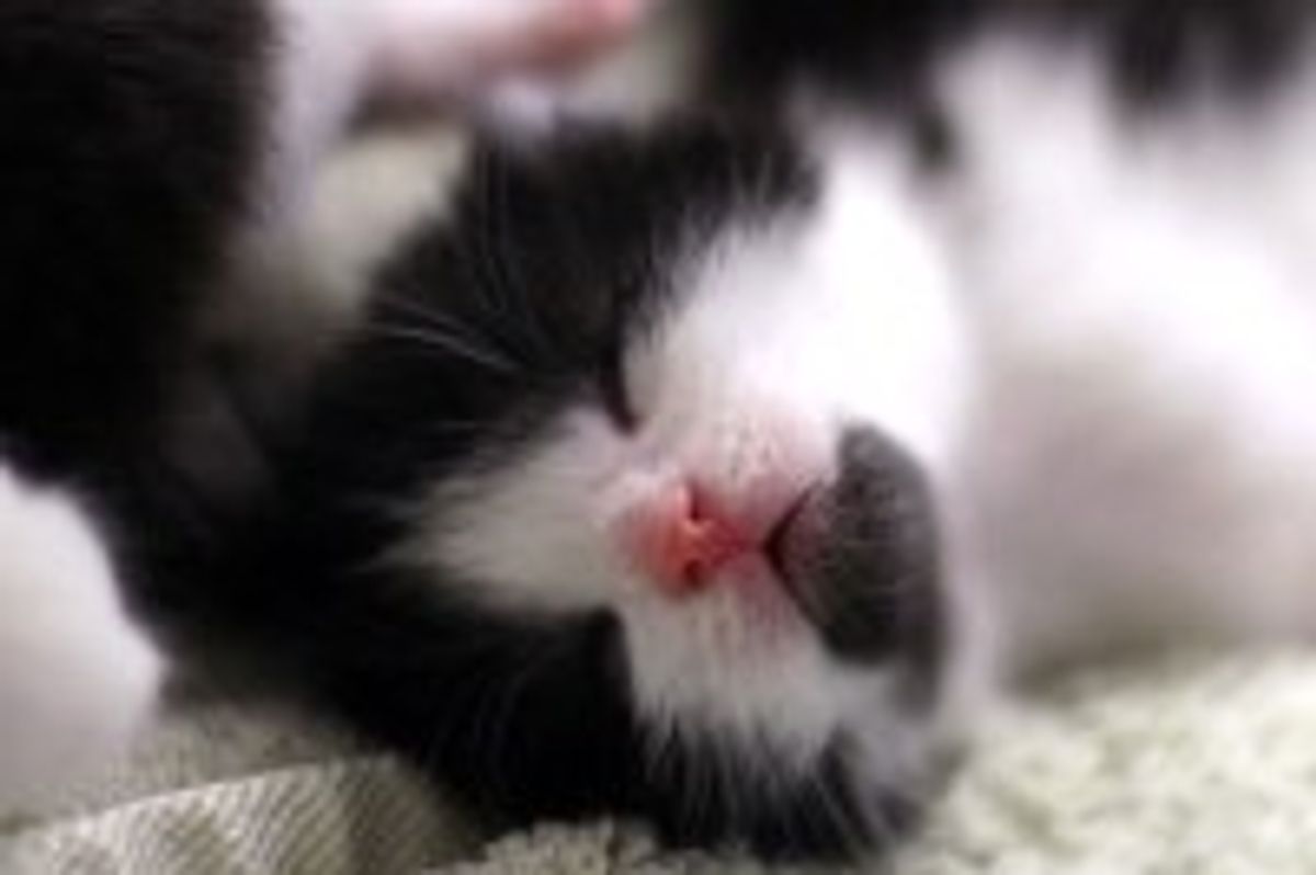Tuxedo Kitty with Purrfect Goatee