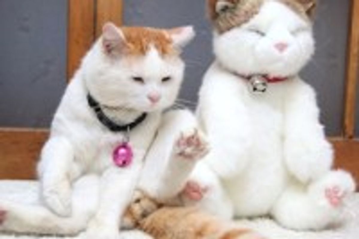 Shiro Kitty's Impostor