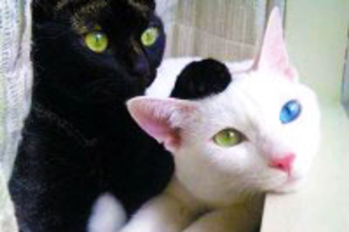 Milk and Cocoa, the Purrfect Match