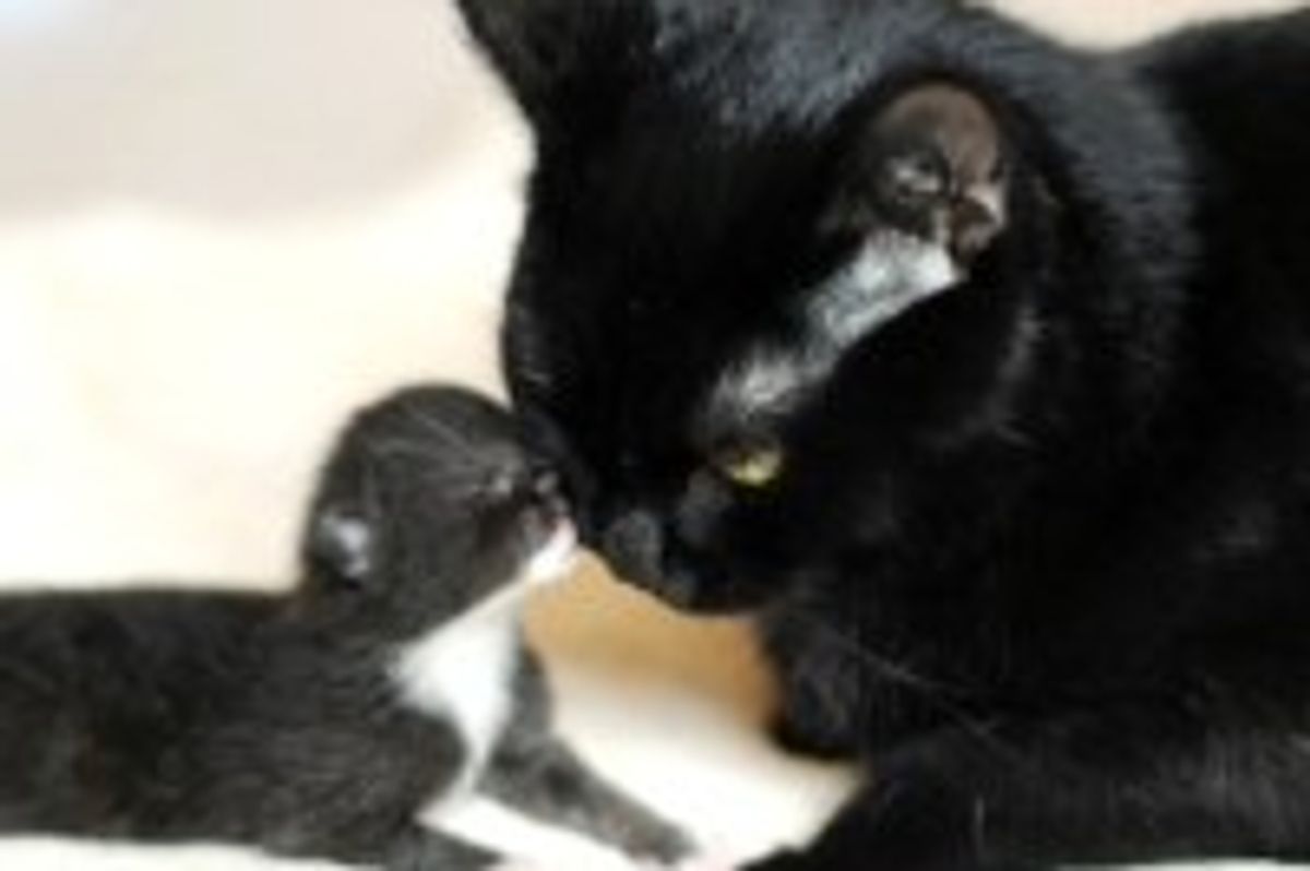 Kiss, Cuddle, and Dedication from a Rescue Cat Mama