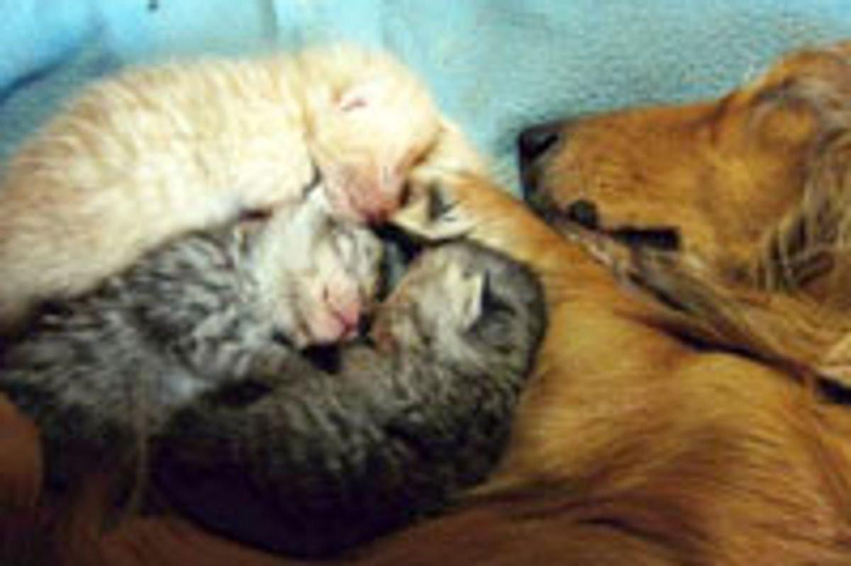 Orphan Kittens Find Surrogate Dog Mom