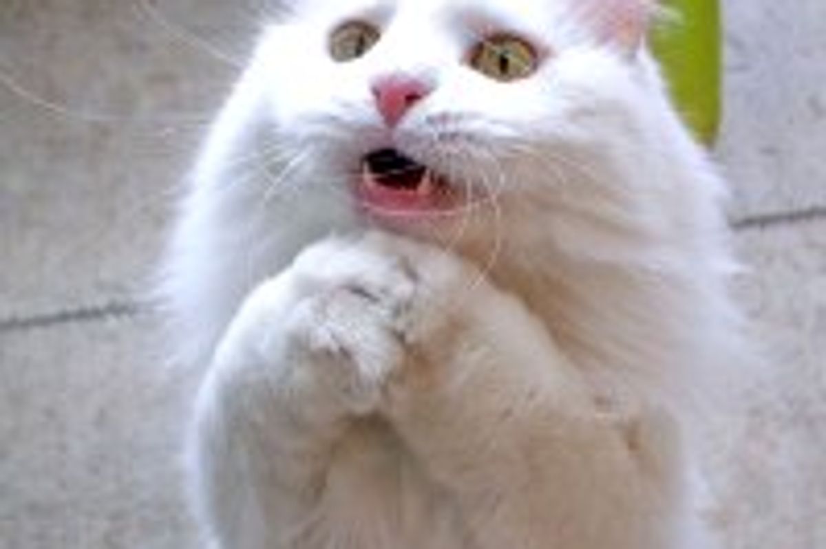 Begging Cat Always Gets What He Wants