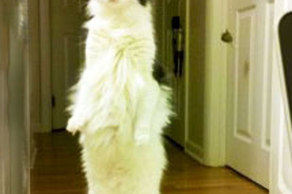 Curious Long Kitty Investigating