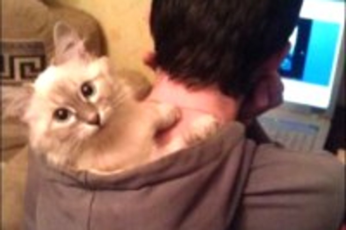 Kitty Chillin' in the Hood