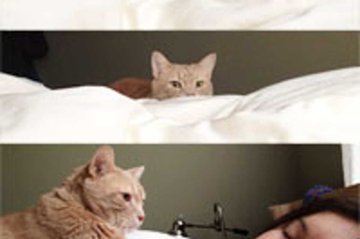 Stealthy Alarm Cat