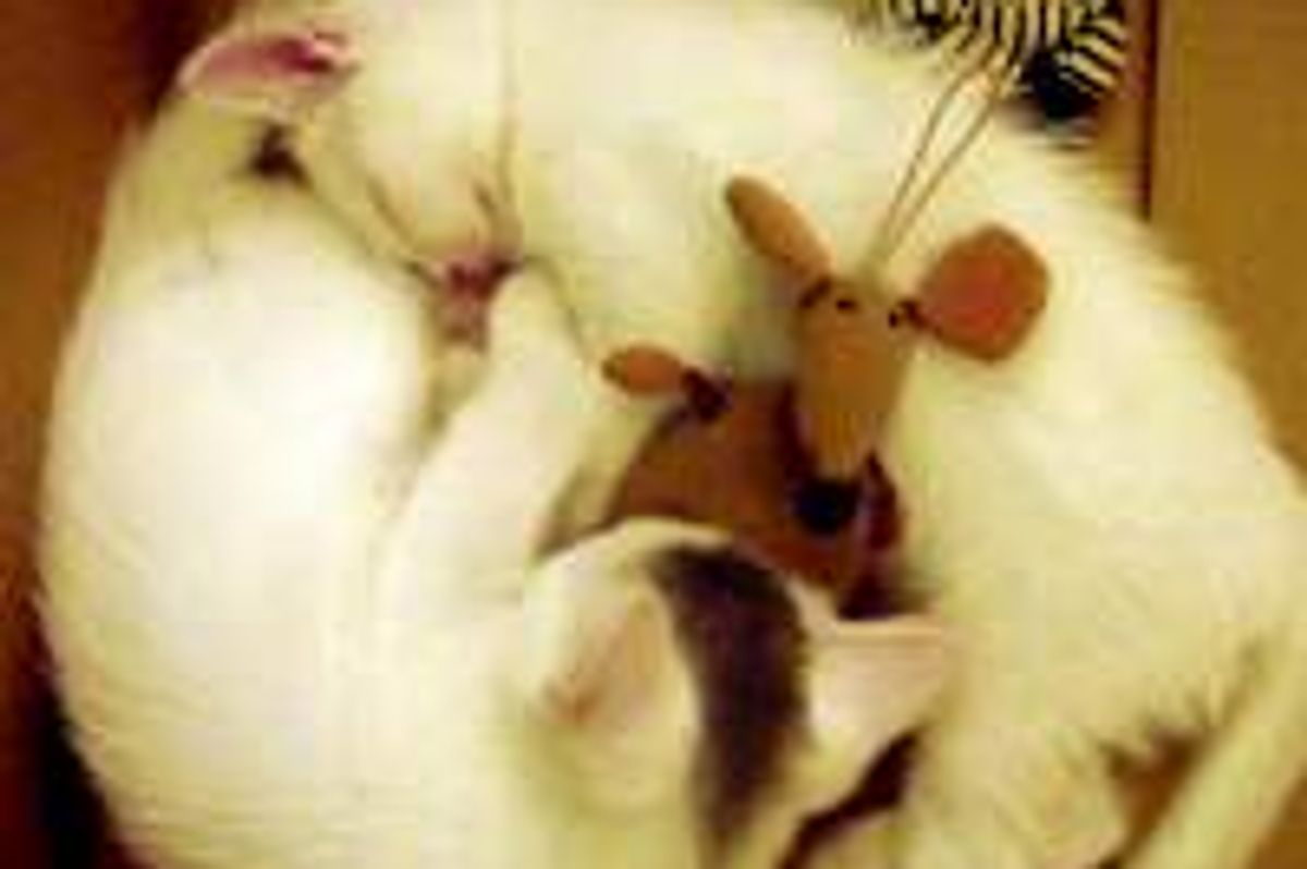 Purrfect Furry Nap Buddies