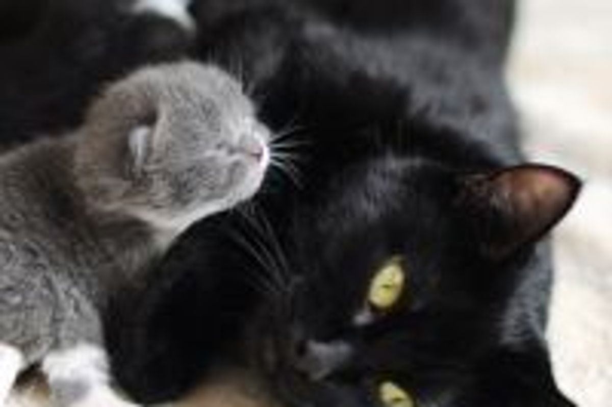 I Will Be Your Scarf!