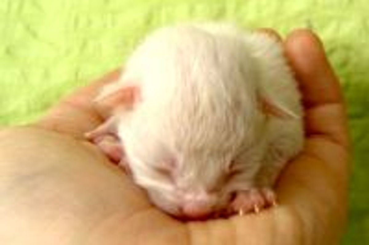 Q-tip the Kitty from Birth to Rascal