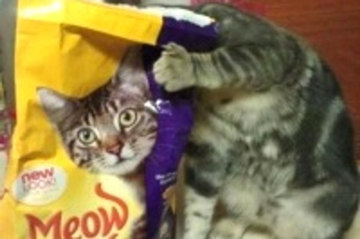 Furry Master of Disguise