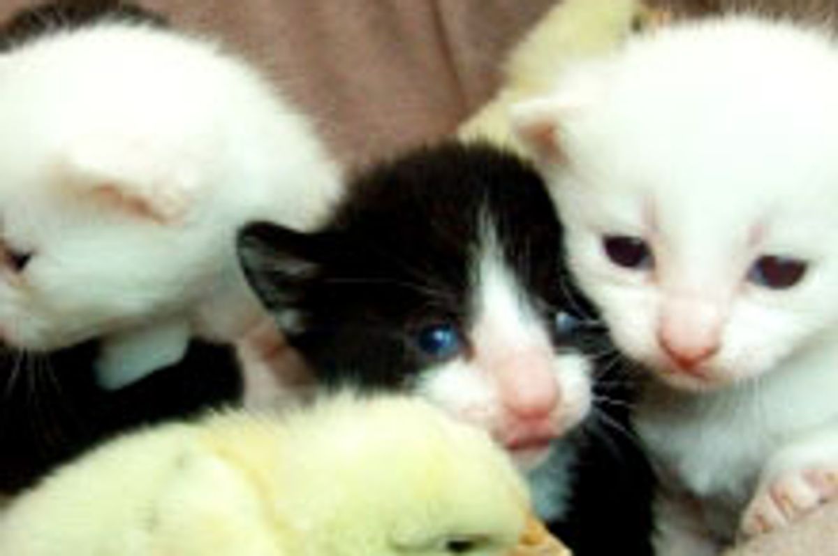 Kitties and Their Chirpy Friends