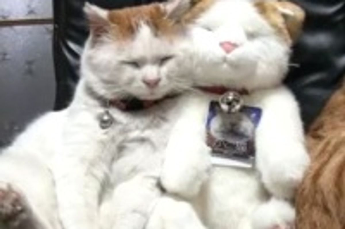 Sneaky Shiro Kitty Impostor