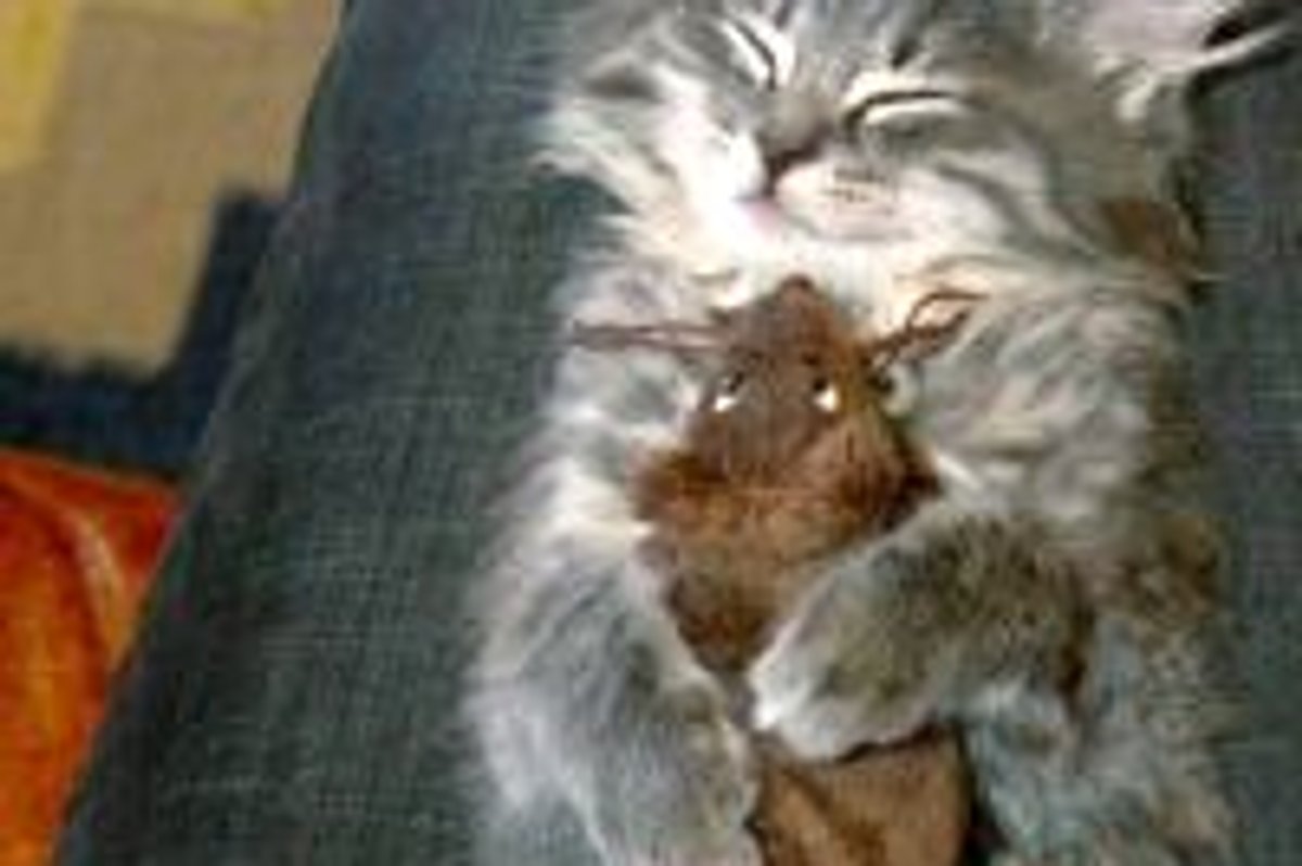 Sleep Hugging is the New Trend