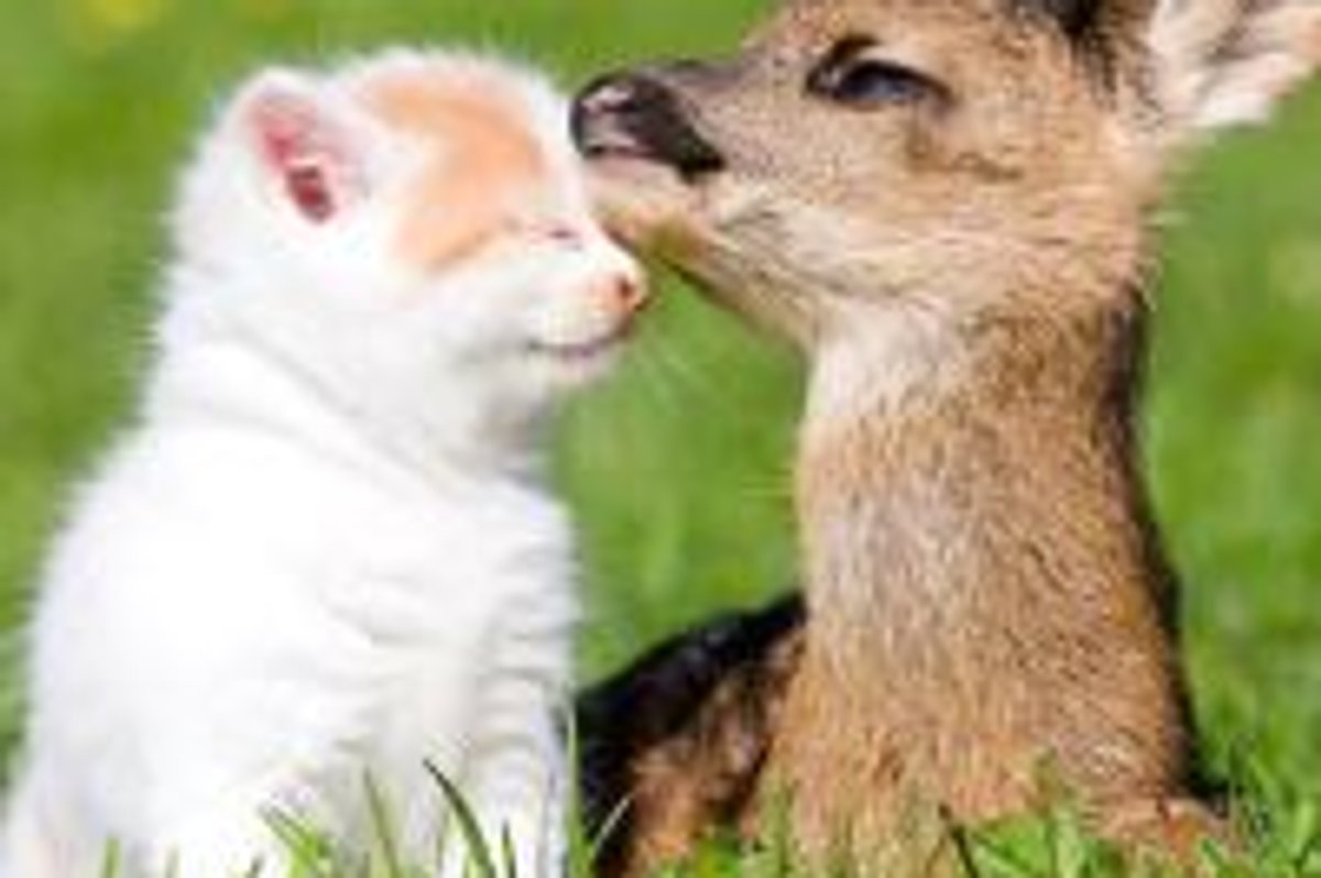 Kitten and Deer, Best of Friends