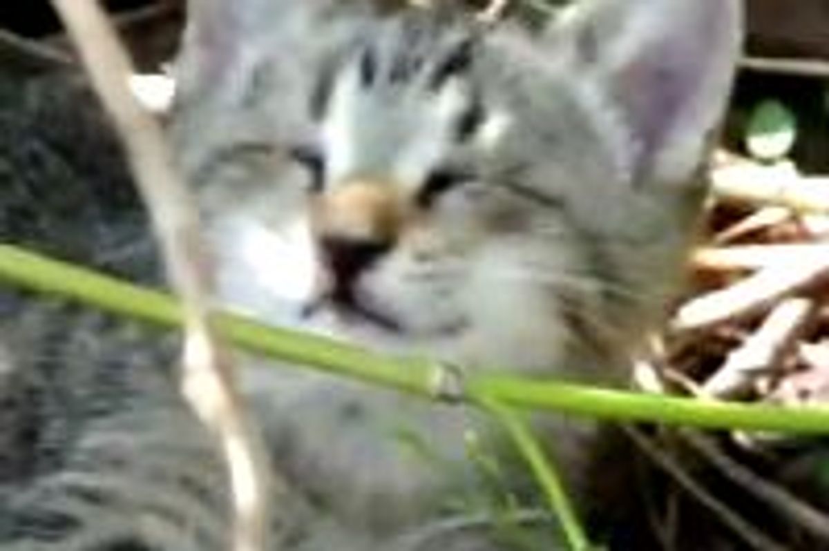 Oskar the Blind Kitten on the Day He was Found