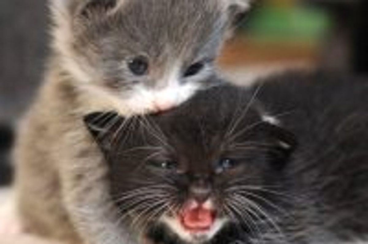 Nom Nom Ear Means Love