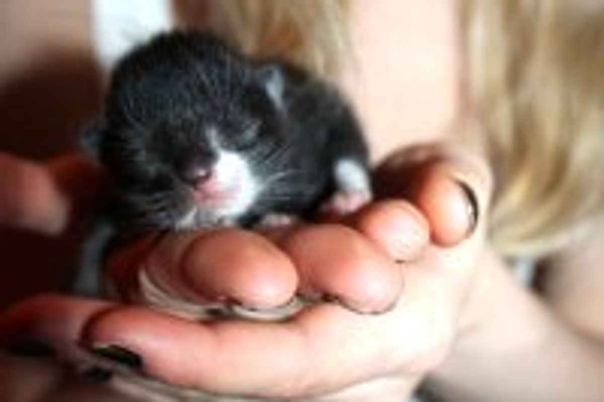 Itty Bitty Bundle of Cute