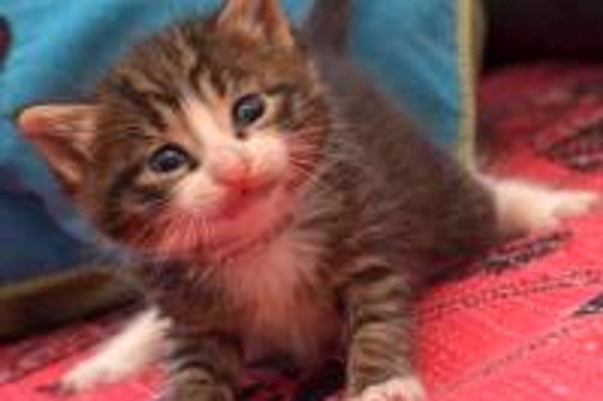 The Face that Brings the Fuzzies