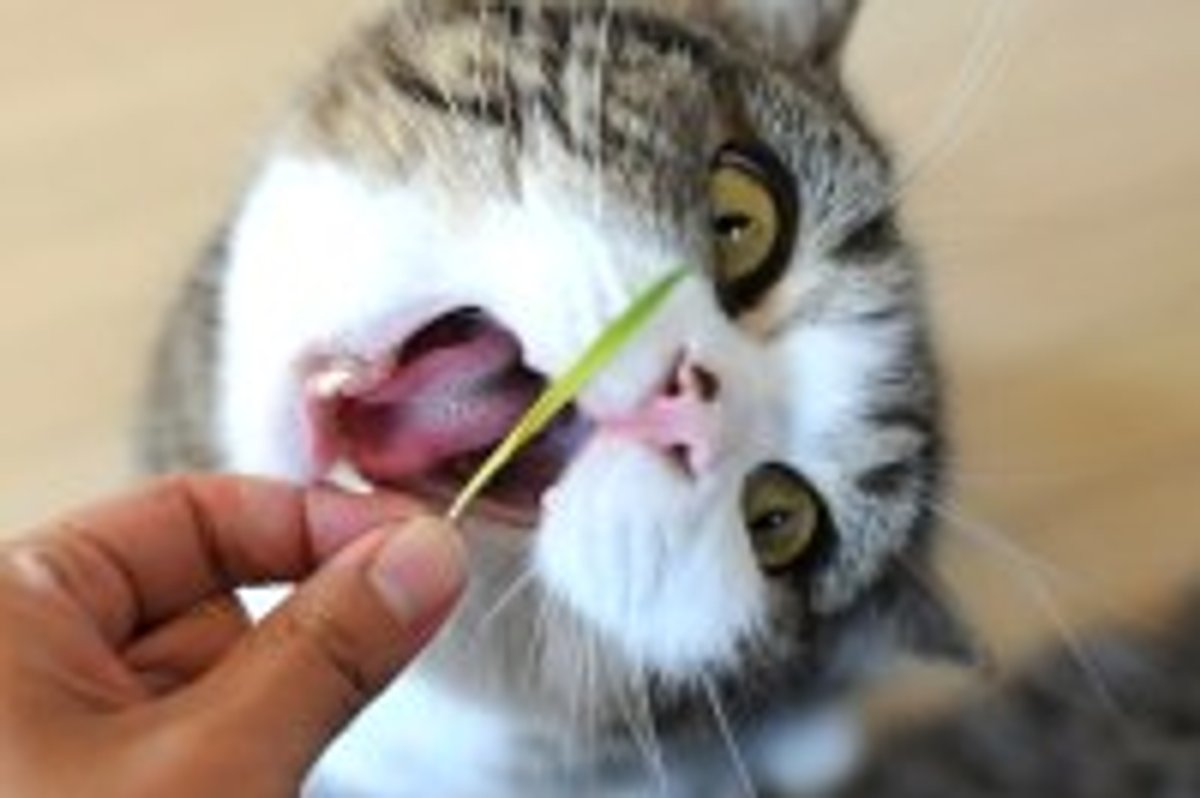Maru's Rug and String Game