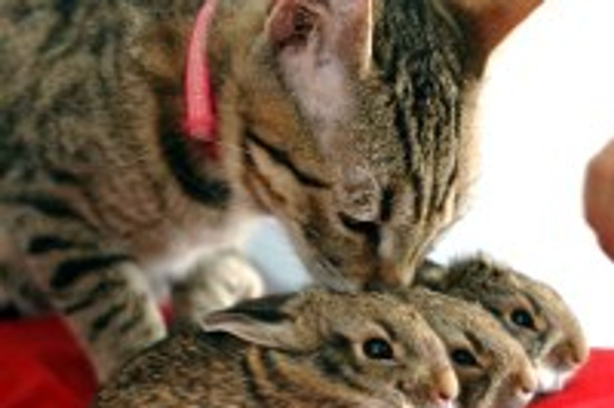 Tabby Kitty Adopts Bunnies