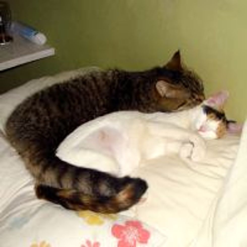 Kitty Looks After Sister All Night After Vet Visit