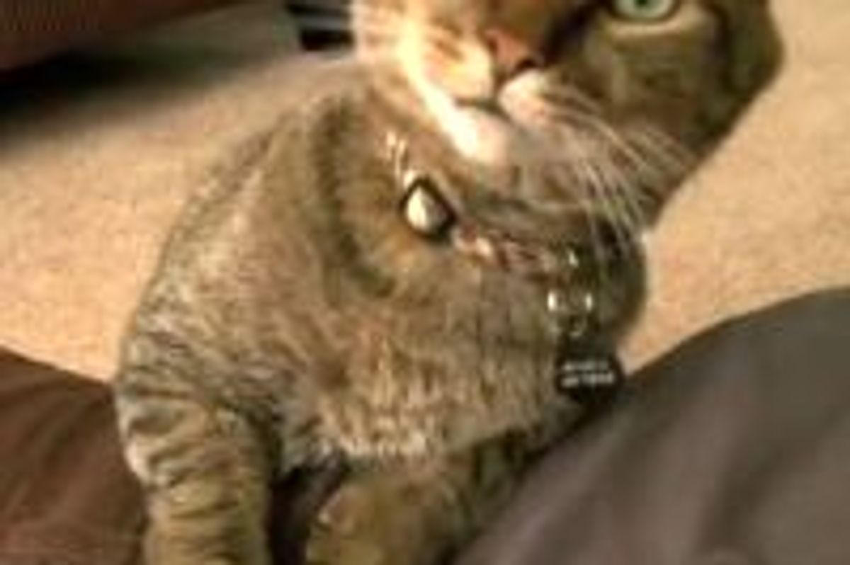 Kitty Chiropractor