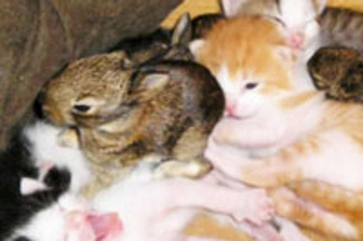 Kitty Family Takes in Baby Bunnies